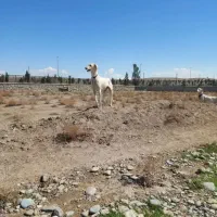 سگ تازی .سالوکی .شکاری