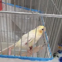 عروس هلندی سخن گو