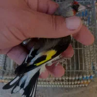 قناری نرجوجه امسالی اولی گل زده.معاوضه قناری ابلغ