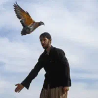 کفتر کبوتر پیدا شده