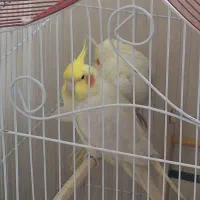 عروس هلندی لوتینو|پرنده|اهواز, کوی جواهری|دیوار