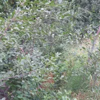 باغ کشاورزی|فروش دفتر صنعتی، کشاورزی، تجاری|آذرشهر, |دیوار