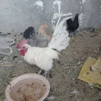 مرغ و خروس مینیاتوری