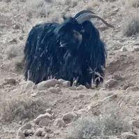 چبش.پازن.دوبر شهرکردی|حیوانات مزرعه|ارسنجان, |دیوار