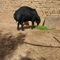 قوچ قره قزل  و نر بز پاکستانی