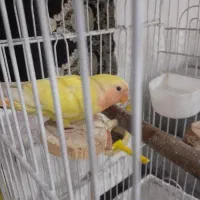 جوجه طوطی برزیلی