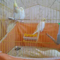 عروس هلندی سه ماهه