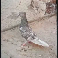 ماده پلاس داغسر سرکه ی  کاکلی مقلوف ماده|پرنده|قم, گلزار|دیوار