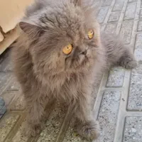 گربه پرشین