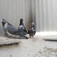 کبوتر سینه باز