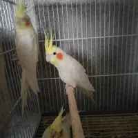 عروس هلندی|پرنده|بندر گناوه, |دیوار