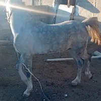 اسب نریان