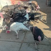 فروش بوقلمون|پرنده|تربت جام, مطهری|دیوار