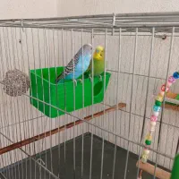 مرغ عشق|پرنده|فردیس, فردیس|دیوار