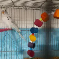 مرغ عشق و تخم جوجه