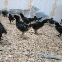 جوجه بلک استار|حیوانات مزرعه|نقده, |دیوار