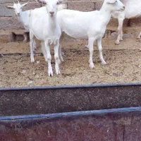 بز کهره سانن|حیوانات مزرعه|جهرم, |دیوار