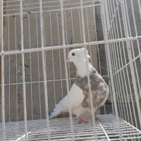 طوقی|پرنده|بندر دیر, |دیوار