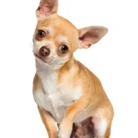 سرپرستی رایگان سگ شیواوا