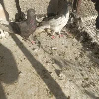 کفتر|پرنده|شیراز, محراب|دیوار
