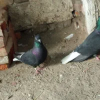 کفتر طوقی و دوبر گرفتنی