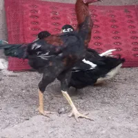 تخم مرغ لاری درجه یک