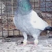 کفتر ذات دار|پرنده|شیراز, دکتر حسابی|دیوار