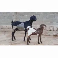 بز کهره دار