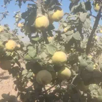 میوه بِه خوش طعم (سیبی)|خوردنی و آشامیدنی|شیراز, ریاستی|دیوار