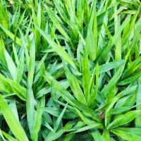 گل یوگا بونسای