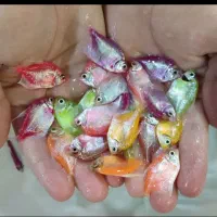 ماهی زینتی|ماهی|سبزوار, پیام|دیوار