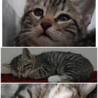 بچه گربه ۶ ماهه ماده dsh