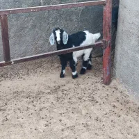 بزغاله ماده|حیوانات مزرعه|جعفرآباد, |دیوار