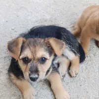 سگ پامر روباهی فروشی هر کدوم یک تومان|سگ|گلوگاه, |دیوار