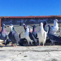 15کفتر پریده توضیحات بخونین