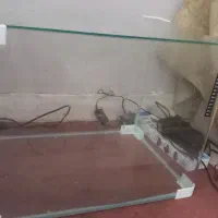 آکواریوم شرکتی