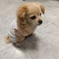 سگ آپارتمانی