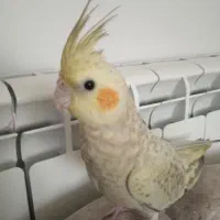 عروس هلندی گم شده ( مژدگانی )|حیوانات|گلپایگان, |دیوار