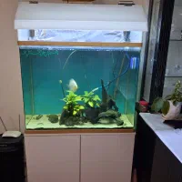 ماهی دیسکس و آکواریوم