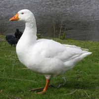 غاز ماده سالم و تخمگذار و اهلی و آرام
