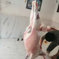 گوسفند زنده در چیتگر