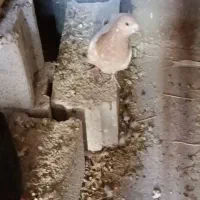 کبوتر ساری باش