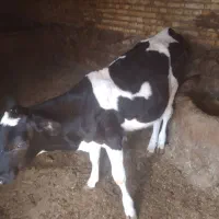گاو شیر ده با گوساله
