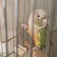 پرنده|پرنده|تهران, خواجه نصیر طوسی|دیوار