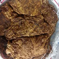 برگ کاهو سرخ بنیاد