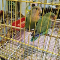 طوطی برزیلی فازدو هستم|پرنده|باوی, |دیوار