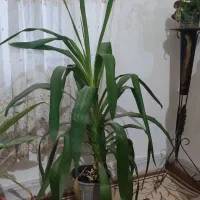 گل طبیعی ایوان|گل و گیاه طبیعی|ایوان, |دیوار