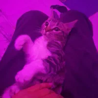 واگذاری گربه