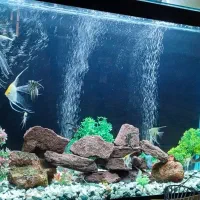 آکواریوم خوشکل پسند|ماهی|شوش, |دیوار