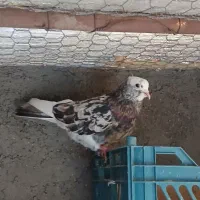 شازده وهما|حیوانات|چهاردانگه (تهران), |دیوار